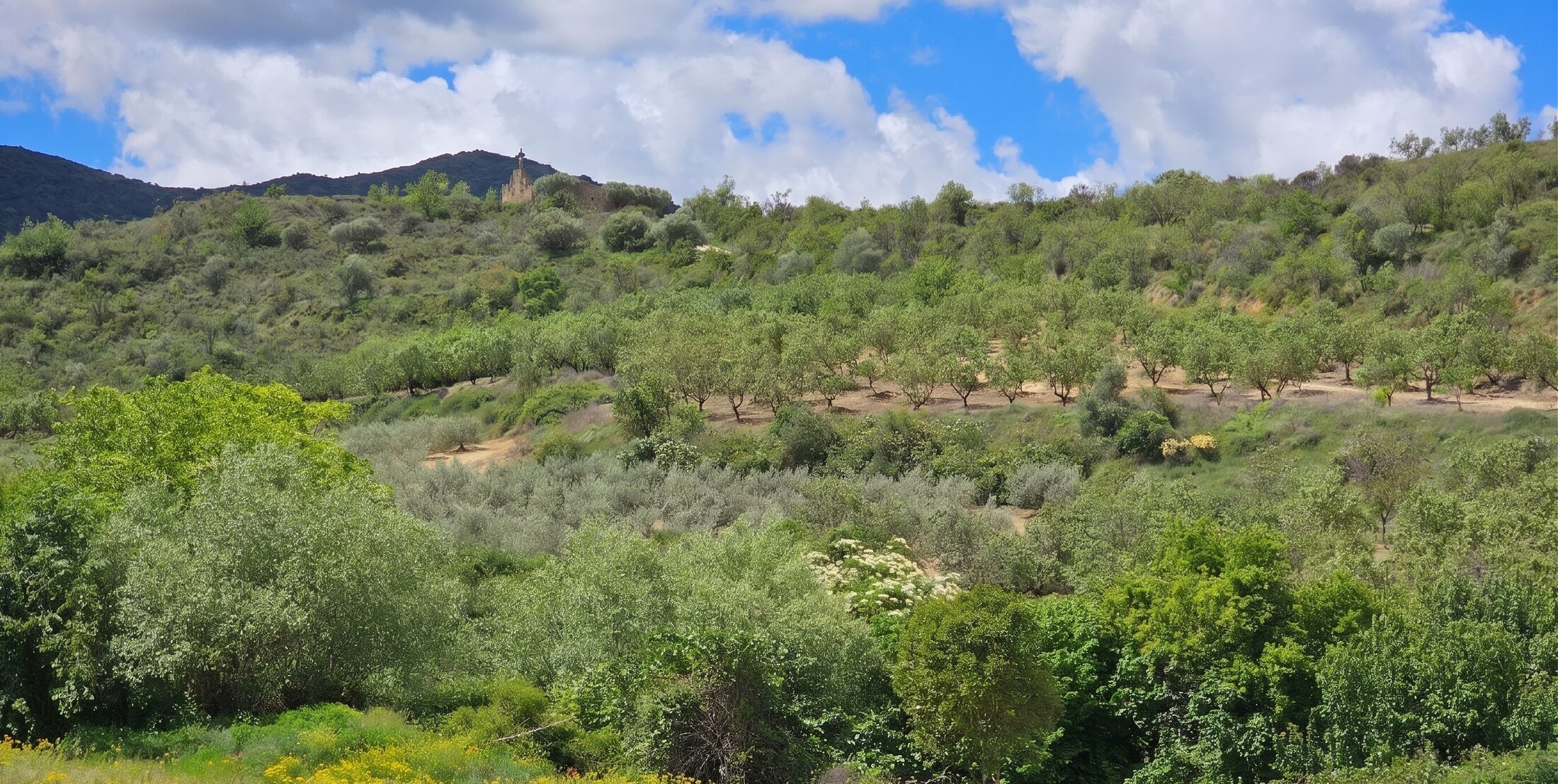 Ladera con almendros y ermita del Calvario al fondo, vista desde las parcelas